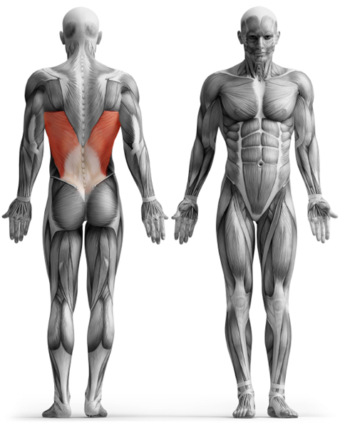 Roman Chair Ryggresare Impulse Fitness - undrerygghalvan.jpg