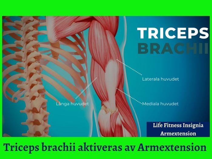 Dipsmaskin-Tricepspress Insignia LifeFitness - triceps-brachii-aktiveras-av-armextension.jpg