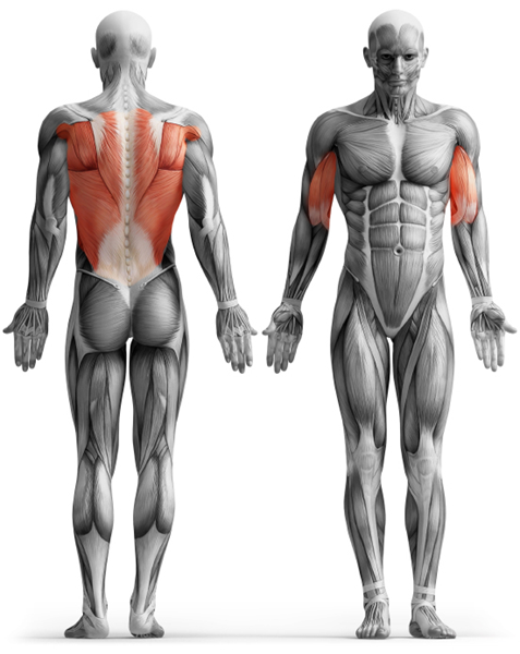 Doorgym Chins-Pullup-och Magräcke för dörrpost - ryggbiceps.jpg